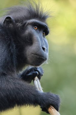 Doğal yaşam alanında ibikli Macaque (Macaca Nigra)