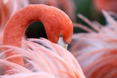 Parlak tüylü pembe flamingo kuşu