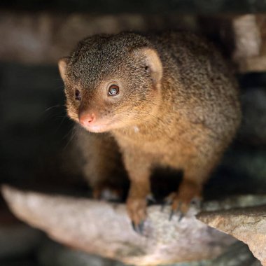 Firavun faresi (Helogale parvula) yakın görünüm