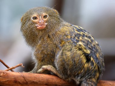 The western pygmy marmoset (Cebuella pygmaea) clipart