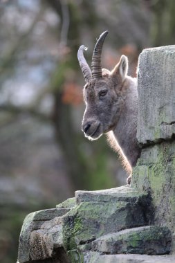 Doğal ortamdaki dağ keçisi portresi.