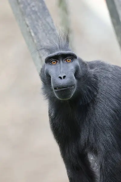 Stock image Crested Macaque (Macaca Nigra) in natural habitat