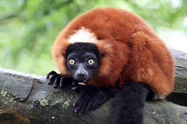 Ağaçta Kırmızı Vari (Varecia rubra)