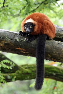 Ağaçta Kırmızı Vari (Varecia rubra)