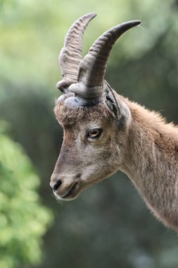 Alp dağ keçisi (Capra dağ keçisi), steinbock olarak da bilinir.