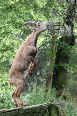 Alp dağ keçisi (Capra dağ keçisi), steinbock olarak da bilinir.