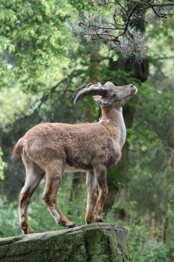 Alp dağ keçisi (Capra dağ keçisi), steinbock olarak da bilinir.