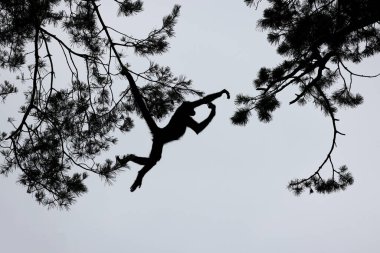 The Colombian spider monkey (Ateles fusciceps rufiventris) in natural habitat  clipart