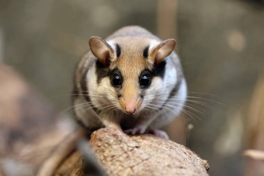 Fındık faresi (Eliomys quercinus) ağaç dalındaki kemirgen 