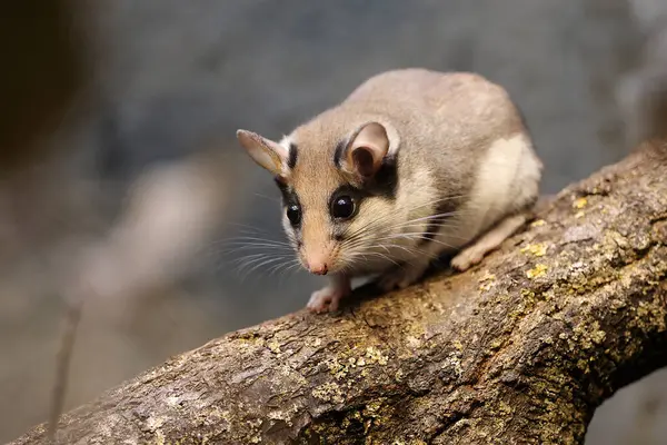 stock image Eliomys quercinus rodent on tree branch 