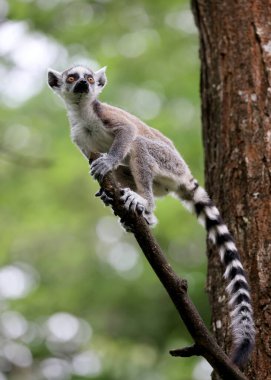 Doğal habiratta ağaçta Halka Kuyruklu Lemur. 