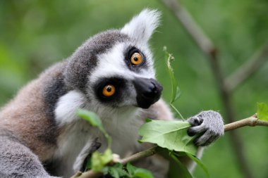 Ormandaki ağaçta halka kuyruklu lemur hayvanı 
