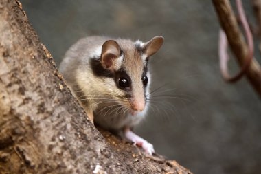 Ağaç gövdesinde bahçe faresi (Eliomys quercinus) kemirgeni 