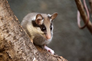 The garden dormouse (Eliomys quercinus) rodent on tree trunk  clipart