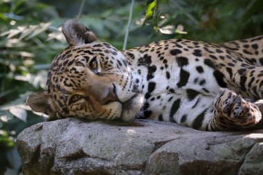 jaguar (Panthera Onca) ormandaki kayaların üzerinde dinleniyor 