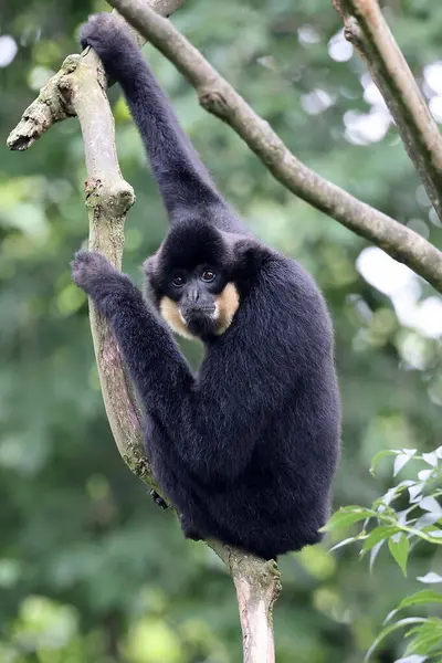 stock image Yellow-cheeked gibbon (Nomascus gabriellae) monkey on tree branch 