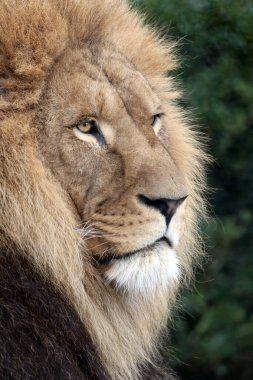 Aslan Lideri (Panthera Leo), yakın çekim 