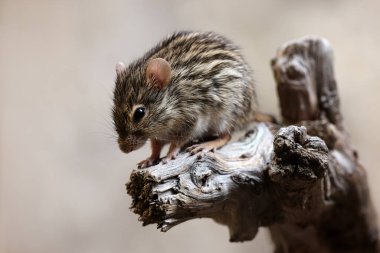 The Barbary striped grass mouse (Lemniscomys barbarus) rodent on tree trunk  clipart