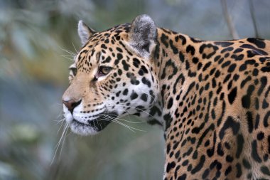 Jaguar (Panthera onca) hayvan portresi 