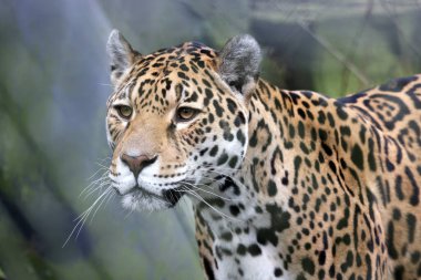 Jaguar (Panthera onca) hayvan portresi 