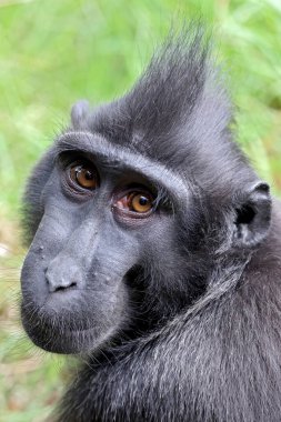 Tepeli Macaque (Macaca Nigra) yakın çekim