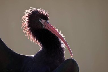 Puna-ibis (Plegadis ridgwayi) kapat