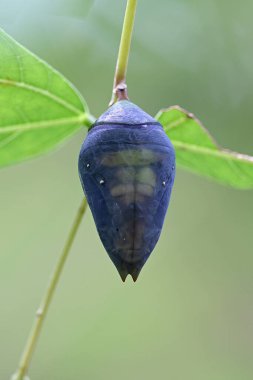 Mor çiçeğe yaklaş