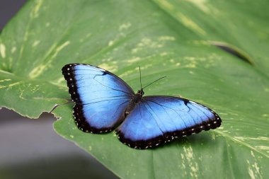 Morpho menelaus güzel kelebek yakından