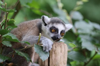 Halka kuyruklu lemur (Lemur catta)