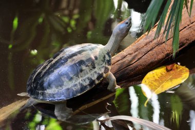 The painted terrapin, painted batagur, or saw-jawed turtle (Batagur borneoensis) ) on lake  on nature background, close up clipart