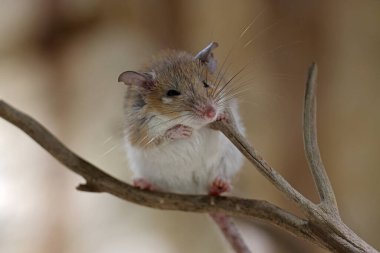 Acomys dala yakın oturuyor.