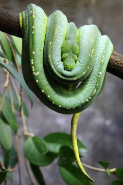 bir dalda yeşil yılan