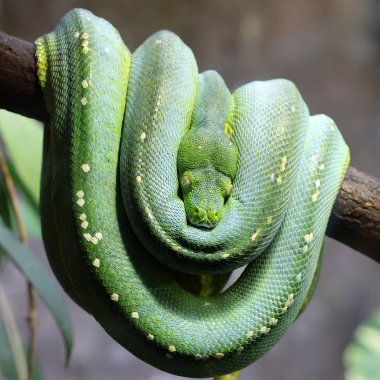 Doğadaki yeşil ağaç pitonu (Morelia viridis)