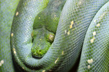 Güzel yeşil yılana yakından bak. 