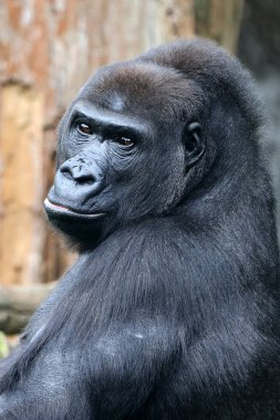 Goril, hayvanat bahçesindeki portreyi kapat.