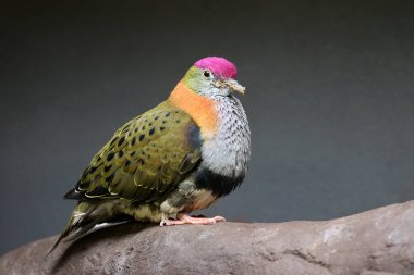 close up portrait of a beautiful superb fruit dove (Ptilinopus superbus) clipart