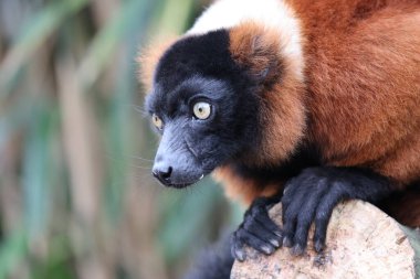 Kırmızı yakut lemuru (Varecia rubra) kapatın.