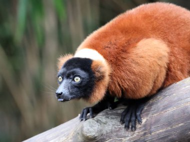 Kırmızı Nomascus Lemur (Varecia rubra) 