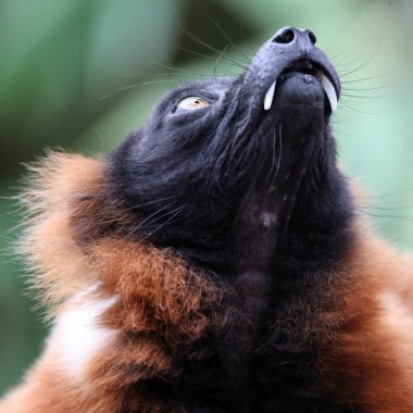 Kırmızı Nomascus Lemur (Varecia rubra) 