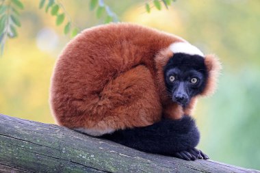 Kırmızı Nomascus Lemur (Varecia rubra) 