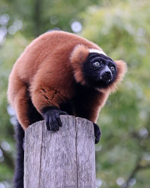 Kırmızı Nomascus Lemur (Varecia rubra) 