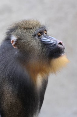 Mandrill koyu arkaplanı kapat