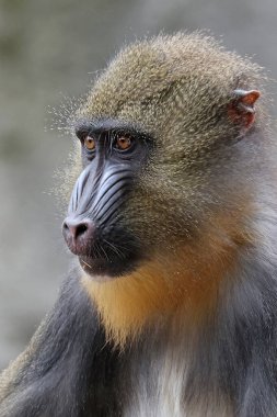 Mandrill (Mandrillus sfenks) bulanık arkaplanı kapat