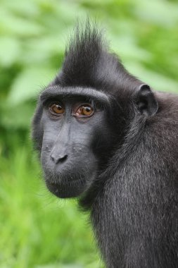 Tepeli Macaque (Macaca Nigra) yakın çekim