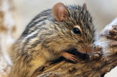  Barbar çizgili çim faresi (Lemniscomys barbarus) yakın çekim