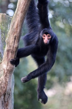 Kırmızı yüzlü örümcek maymunu (Ateles paniscus), ayrıca Guyanalı örümcek maymunu veya kırmızı yüzlü siyah örümcek maymunu olarak da bilinir. 