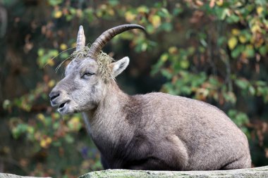 Alp dağ keçisi (Capra Ibex) hayvanının yakın çekim görüntüsü