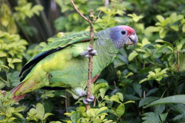 Güzel bir kırmızı kuyruklu amazonun (Amazona brasiliensis) yakın görüntüsü),