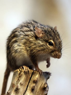 Bir Barbar çizgili çim faresinin portresi (Lemniscomys barbarus) yakın çekim