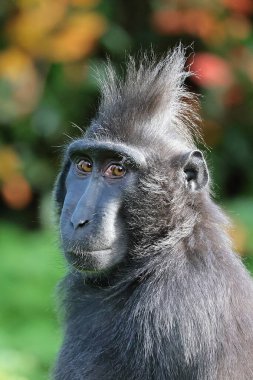 Tepeli Macaque 'ın Portresi (Macaca Nigra) yakın çekim